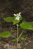 Guyandotte Beauty, Synandra hispidula