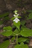 Guyandotte Beauty, Synandra hispidula