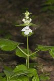 Guyandotte Beauty, Synandra hispidula