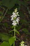 Guyandotte Beauty, Synandra hispidula