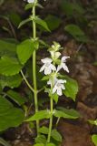 Guyandotte Beauty, Synandra hispidula