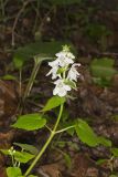 Guyandotte Beauty, Synandra hispidula