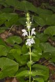 Guyandotte Beauty, Synandra hispidula