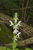 Guyandotte Beauty, Synandra hispidula