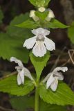 Guyandotte Beauty, Synandra hispidula