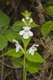 Guyandotte Beauty, Synandra hispidula