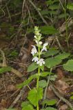 Guyandotte Beauty, Synandra hispidula