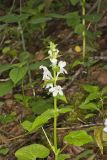 Guyandotte Beauty, Synandra hispidula