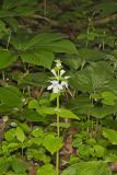 Guyandotte Beauty, Synandra hispidula