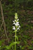 Guyandotte Beauty, Synandra hispidula