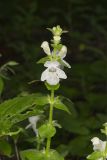 Guyandotte Beauty, Synandra hispidula