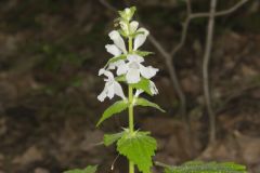 Guyandotte Beauty, Synandra hispidula