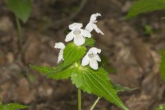 Guyandotte Beauty, Synandra hispidula