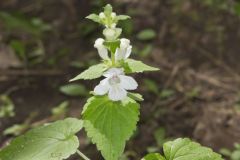Guyandotte Beauty, Synandra hispidula