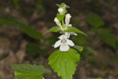 Guyandotte Beauty, Synandra hispidula
