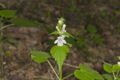 Guyandotte Beauty, Synandra hispidula