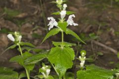 Guyandotte Beauty, Synandra hispidula