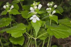 Guyandotte Beauty, Synandra hispidula