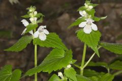 Guyandotte Beauty, Synandra hispidula