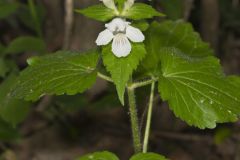 Guyandotte Beauty, Synandra hispidula