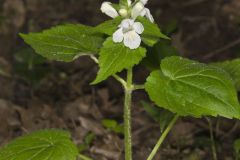 Guyandotte Beauty, Synandra hispidula