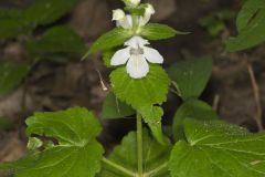Guyandotte Beauty, Synandra hispidula