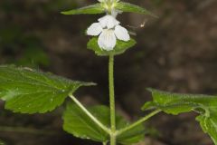 Guyandotte Beauty, Synandra hispidula