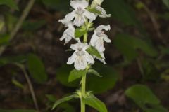 Guyandotte Beauty, Synandra hispidula