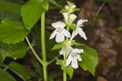 Guyandotte Beauty, Synandra hispidula