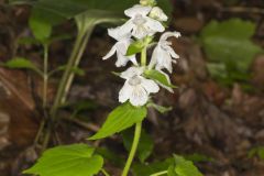 Guyandotte Beauty, Synandra hispidula
