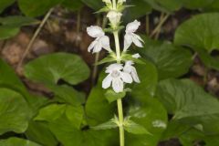 Guyandotte Beauty, Synandra hispidula