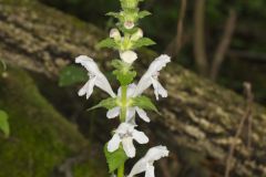 Guyandotte Beauty, Synandra hispidula