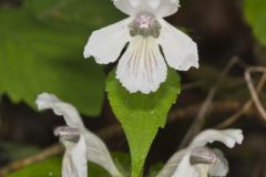 Guyandotte Beauty, Synandra hispidula