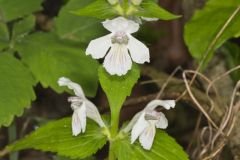 Guyandotte Beauty, Synandra hispidula