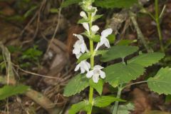 Guyandotte Beauty, Synandra hispidula