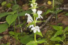 Guyandotte Beauty, Synandra hispidula