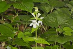 Guyandotte Beauty, Synandra hispidula