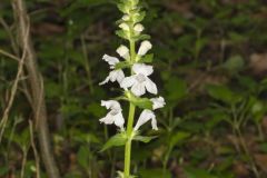 Guyandotte Beauty, Synandra hispidula