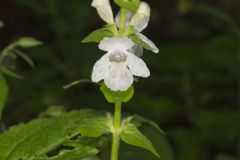 Guyandotte Beauty, Synandra hispidula