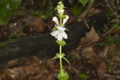 Guyandotte Beauty, Synandra hispidula