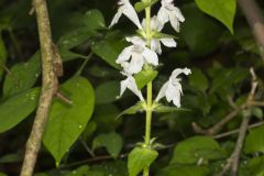 Guyandotte Beauty, Synandra hispidula