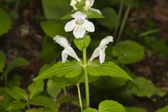 Guyandotte Beauty, Synandra hispidula
