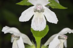 Guyandotte Beauty, Synandra hispidula