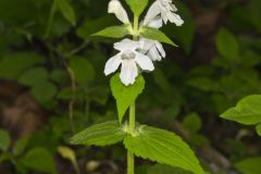 Guyandotte Beauty, Synandra hispidula