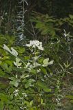 Hairy Angelica, Angelica vennenosta