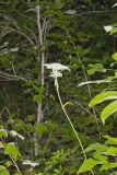 Hairy Angelica, Angelica vennenosta