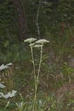 Hairy Angelica, Angelica vennenosta