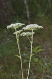 Hairy Angelica, Angelica vennenosta