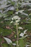 Hairy Angelica, Angelica vennenosta