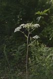 Hairy Angelica, Angelica vennenosta